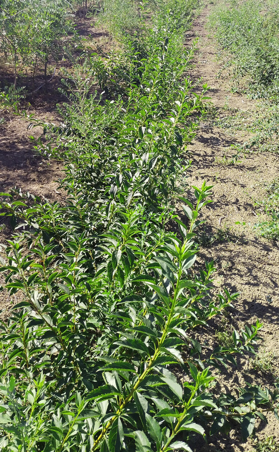 Форзиция промежуточная (Forsythia) h 0,3-0,9 м, ком форзиция промежуточная (forsythia) h 0,3-0,9 м, ком - Форзиция - 2 000 ₽