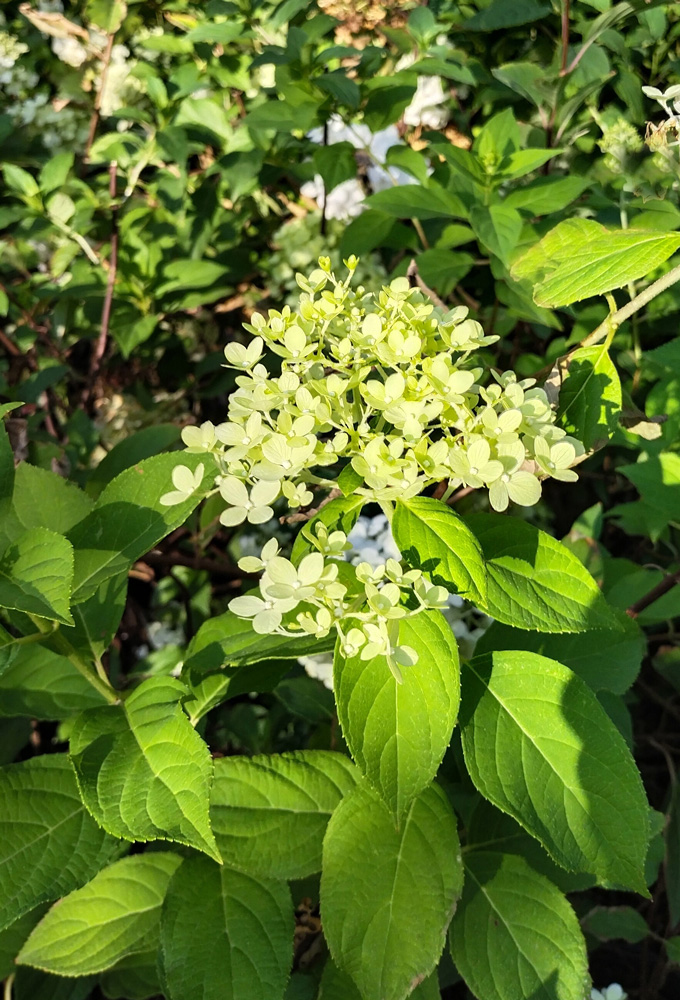 гортензия метельчатая ванилла фрайз (hydrangea) h 0,90м, с3 - Гортензия - 1 950 ₽
