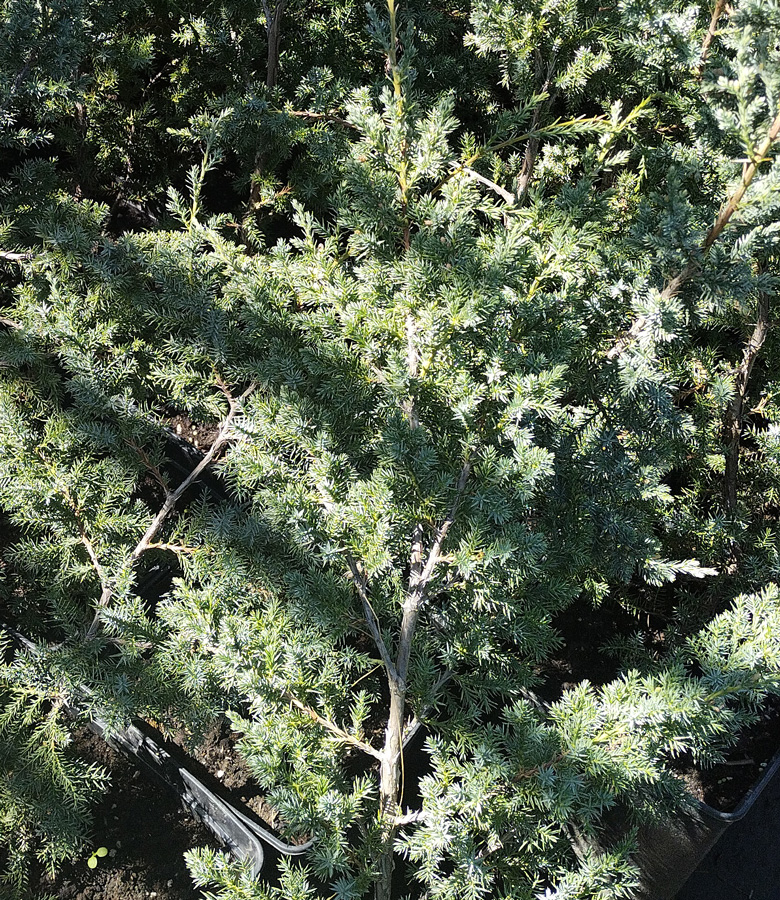 можжевельник китайский блю альпс (juniperus) h 0,50-0,90м, с11 - Вертикальный - 3 700 ₽