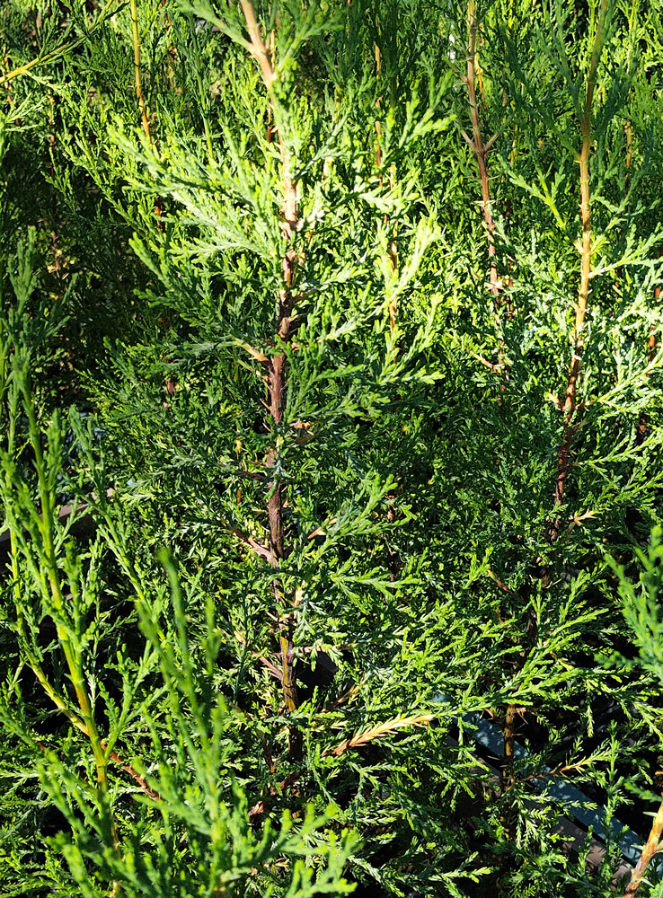 Кипарис аризонский (Cupressus arizonica) С2