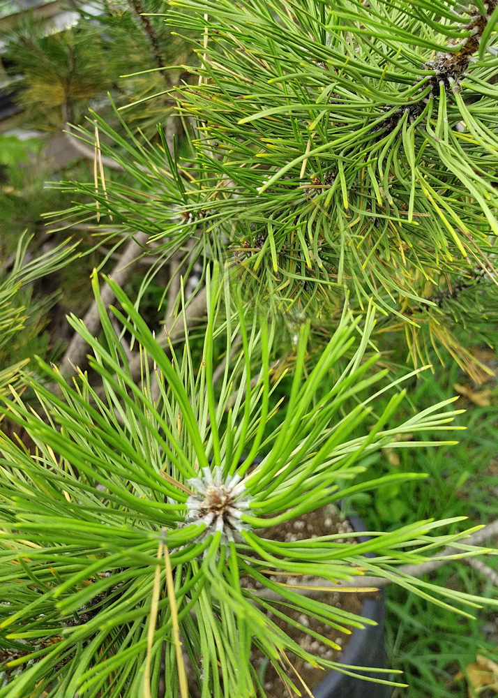 сосна черная (pinus nigra "austriaca") австрийская с25 - Сортовая - 25 000 ₽