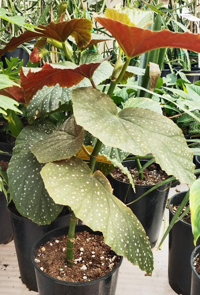 бегония листовая (begonia) с2 - Бегония - 250 ₽