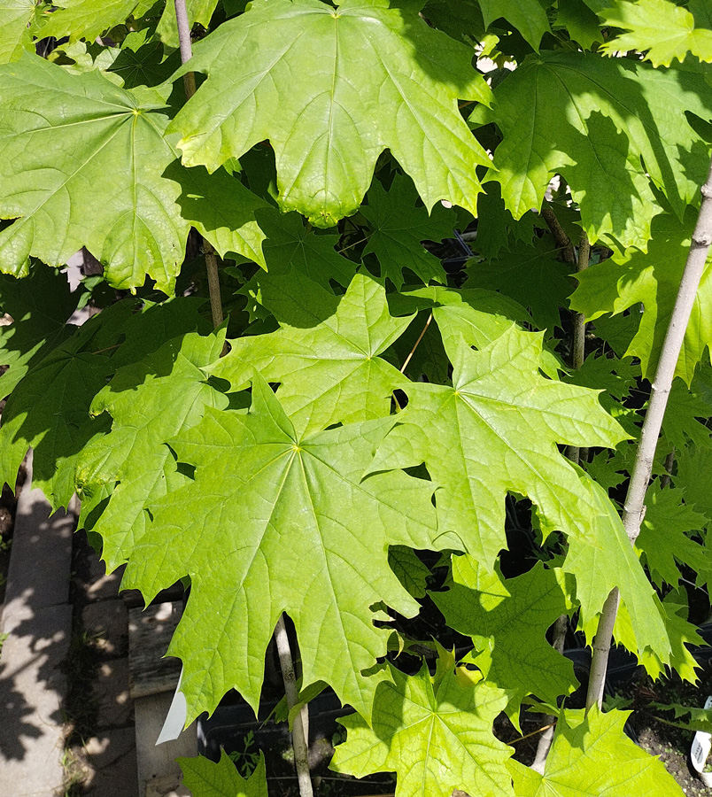 клен остролистный (acer platanoides) h 0,60- 1,20 м, с11 - Клен - 2&nbsp;000 ₽