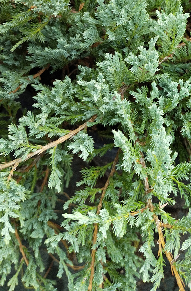 Можжевельник горизонтальный Блю Чип (Juniperus horisontalis Blue Chip) (ком)