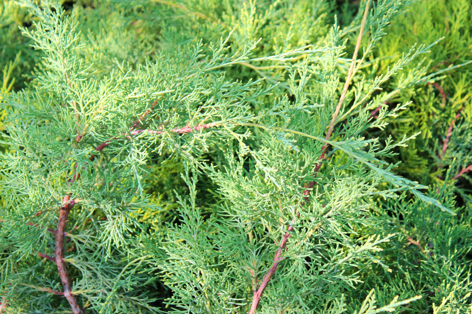 Можжевельник виргинский "Хетц" (Juniperus virginiana 'Hetz') С2