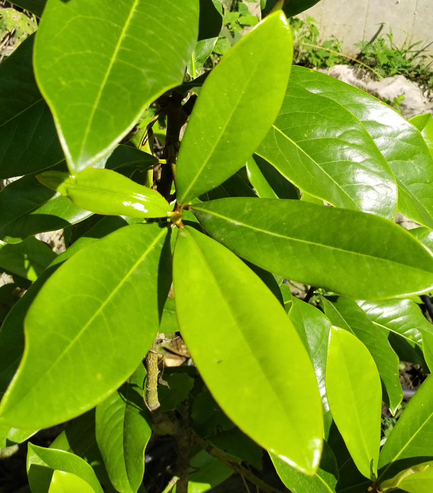 Магнолия грандифлора (Magnolia grandiflora) Р9/С2