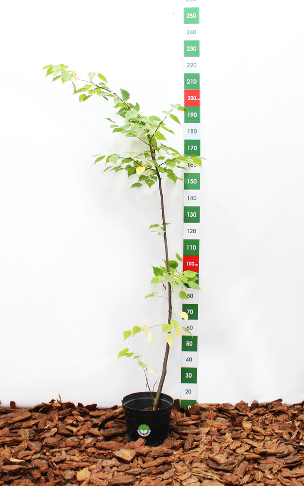 липа обыкновенная/европейская (tilia × europaea) 1.2-1.6 м c7 - Липа - 2 200 ₽