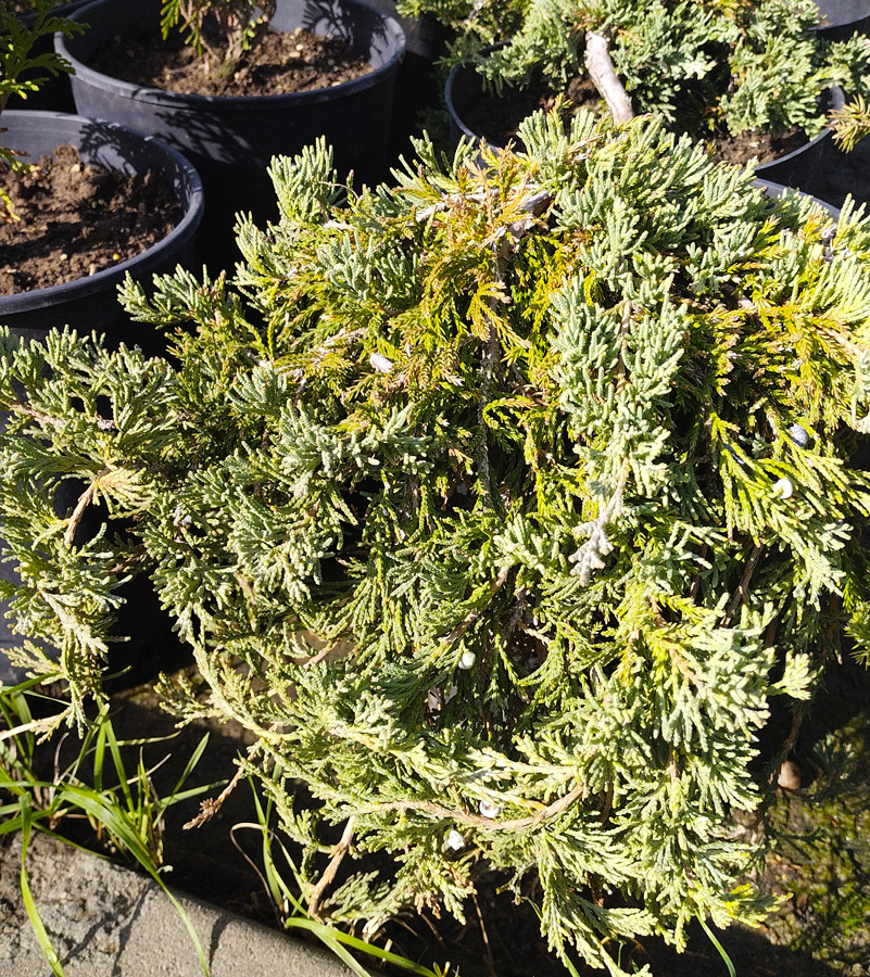 можжевельник горизонтальный вилтони (juniperus) d 0,30-0,40 м, с 7 - Почвопокровный - 3 400 ₽