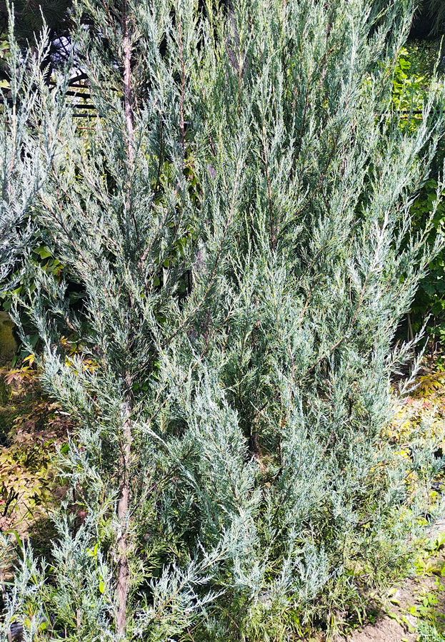 можжевельник скальный блю эрроу (juniperus) h 2,2-2,5м; d 20-30см, с15 - Вертикальный - 9 500 ₽