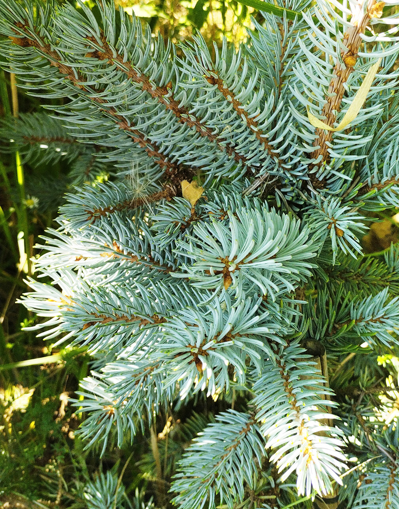 Купить ель колючая "хупси" (picea pungens 'hoopsii') 1,6м, грунт ...