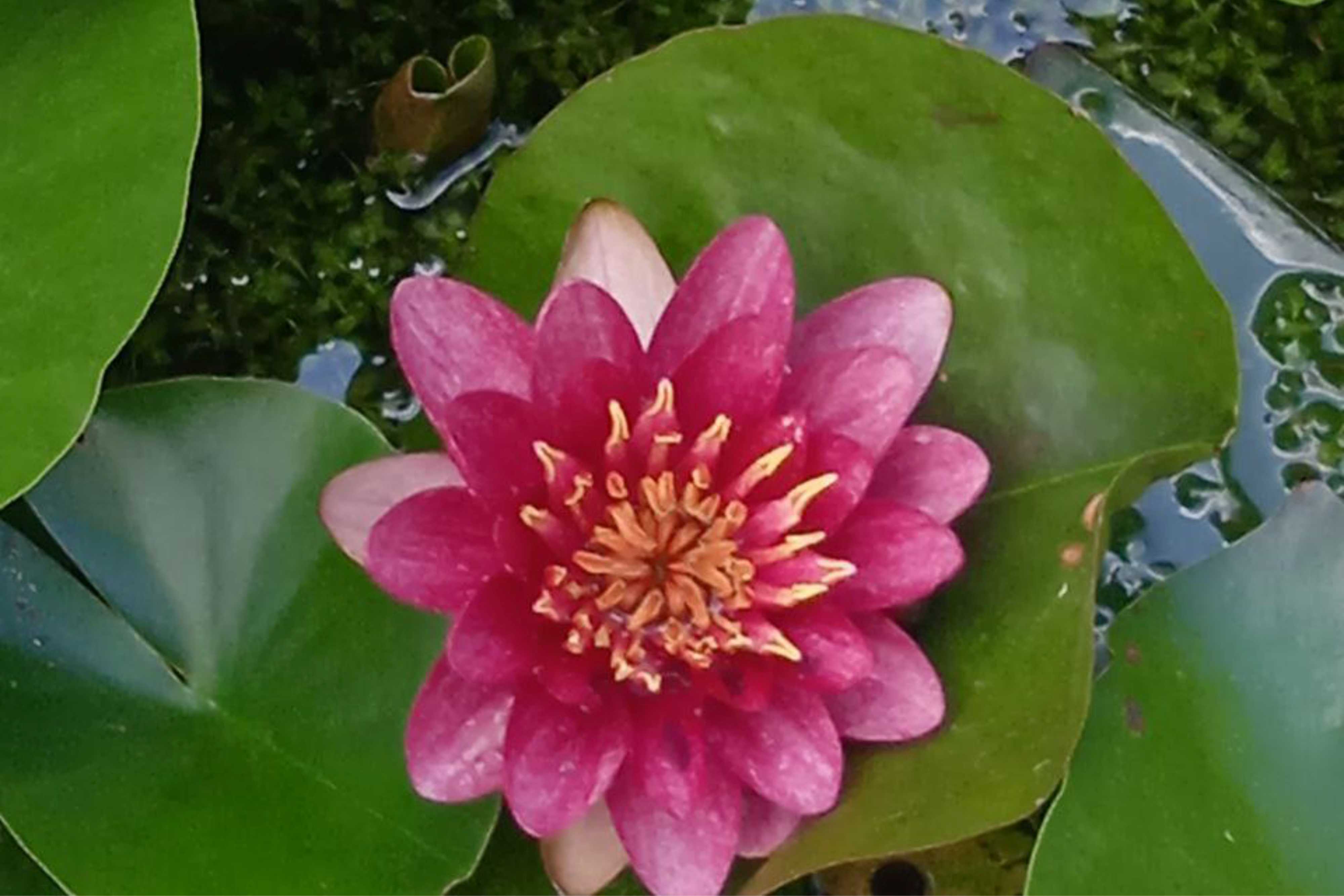 кувшинка/нимфея (nymphaea) розовая, желтая, красная - Кувшинка - 3 150 ₽