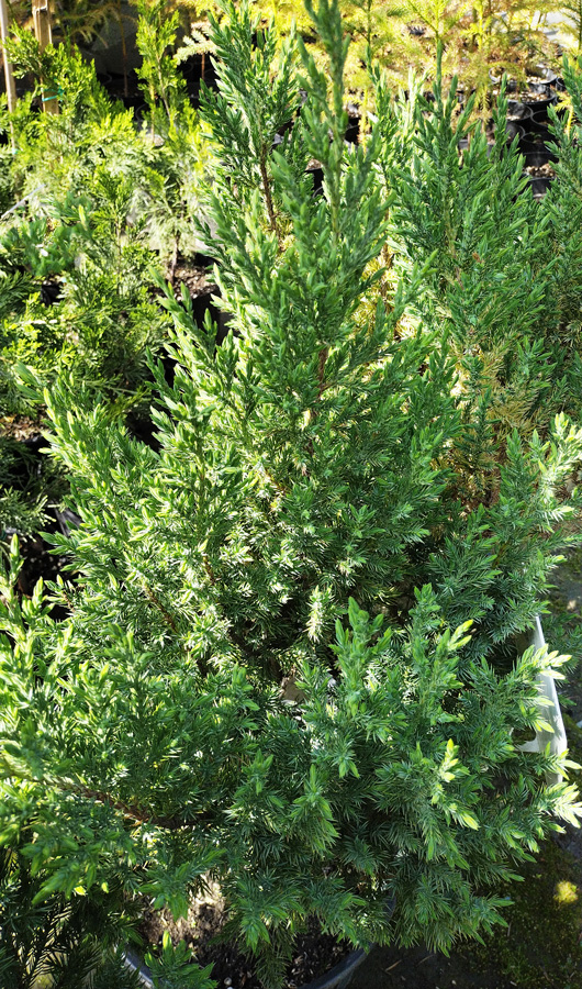 можжевельник китайский "стрикта" (juniperus) h 0,95-d 0,45 с10 - Вертикальный - 2&nbsp;500 ₽