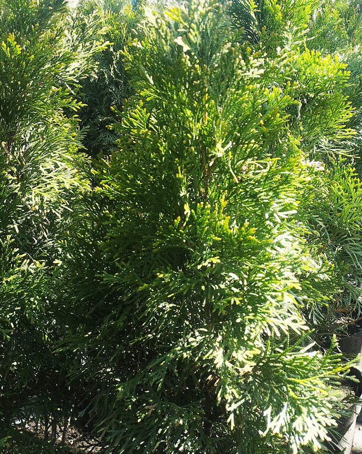 туя западная смарагд (thuja) h 0,7-0,8м, d 15-20см, с12 - Колоновидная - 2 050 ₽