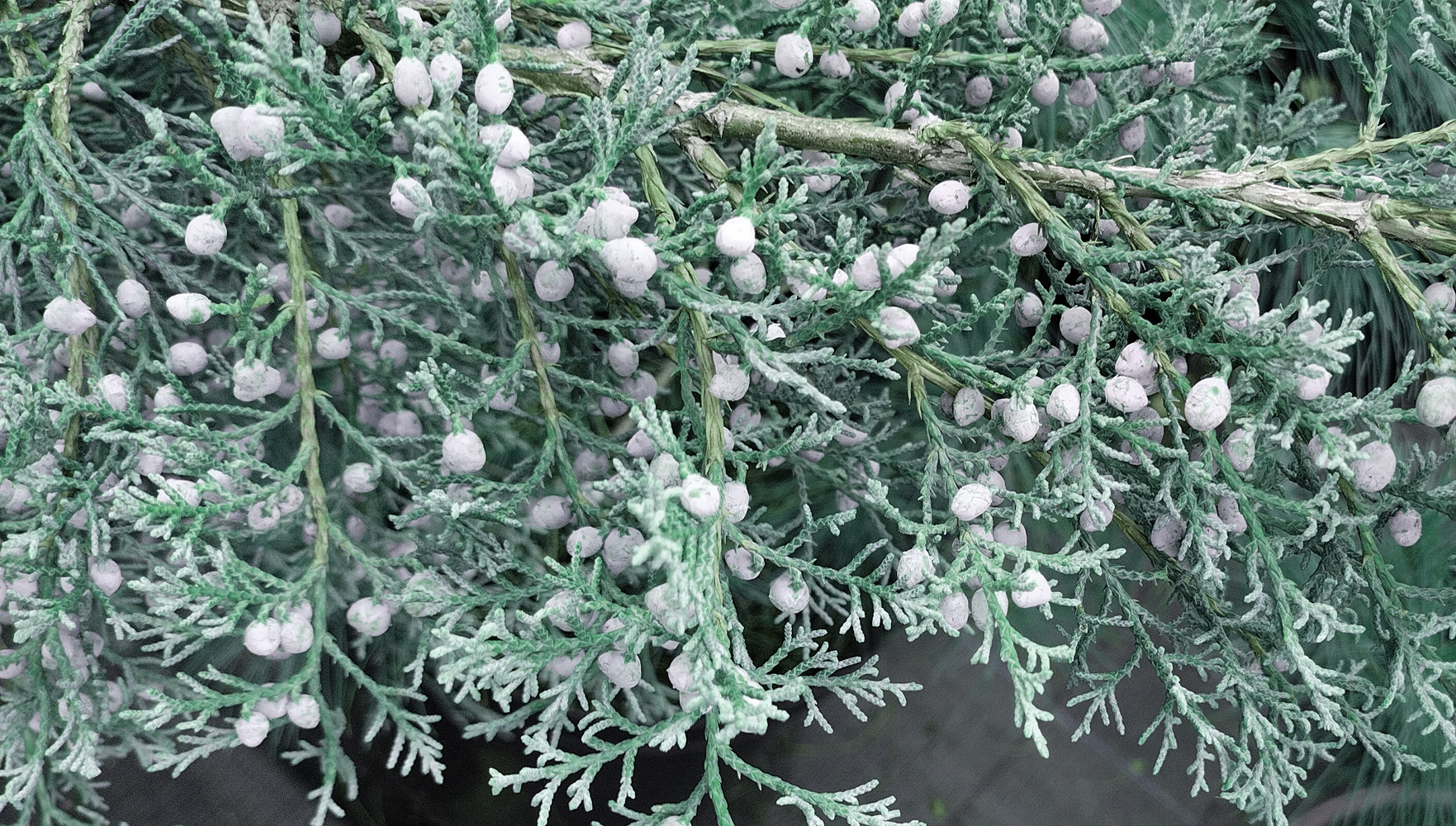 можжевельник виргинский грей оул (juniperus virginiana grey owl) h 0.8-1.0м; d 1,2-1,5м грунт - Вертикальный - 10 000 ₽