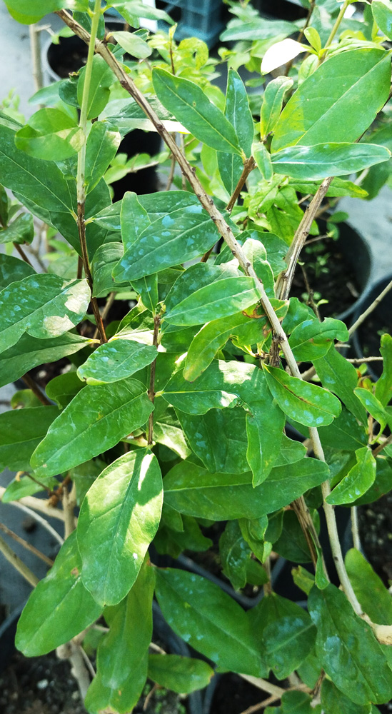 Гранат крупноплодный (Punica granatum).  C2 ( зимующий)