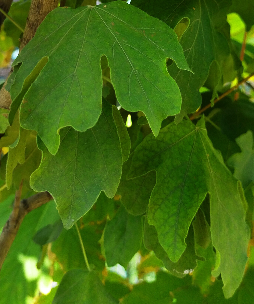 Клен полевой (Acer campestre) 2,5м+ (ком)