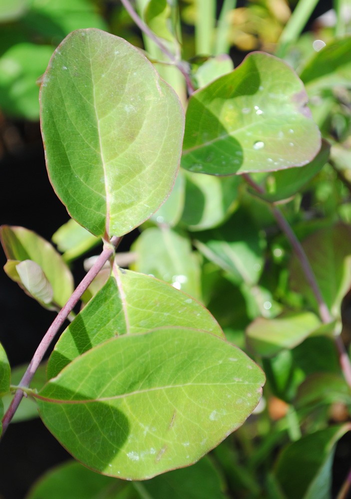 жимолость каприфоль (lonicera caprifolium) с2 - Жимолость - 700 ₽