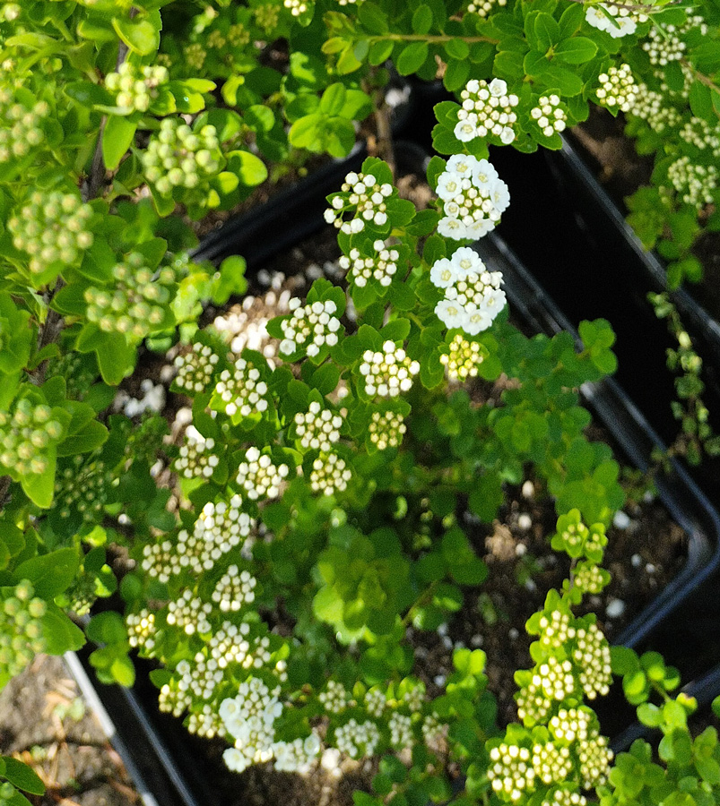 спирея ниппонская сноумаунд (spiraea) h 0,20-0,60 м, с11 - Спирея - 1&nbsp;600 ₽