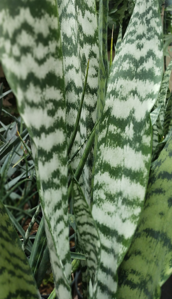 Сансевиерия (Sansevieria), 40-50 см