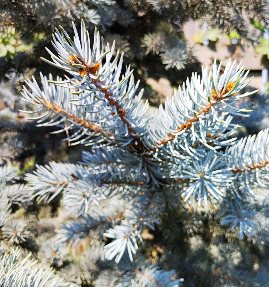 Купить ель колючая "хупси" (picea pungens 'hoopsii') 1,8-2,0 м (ком ...