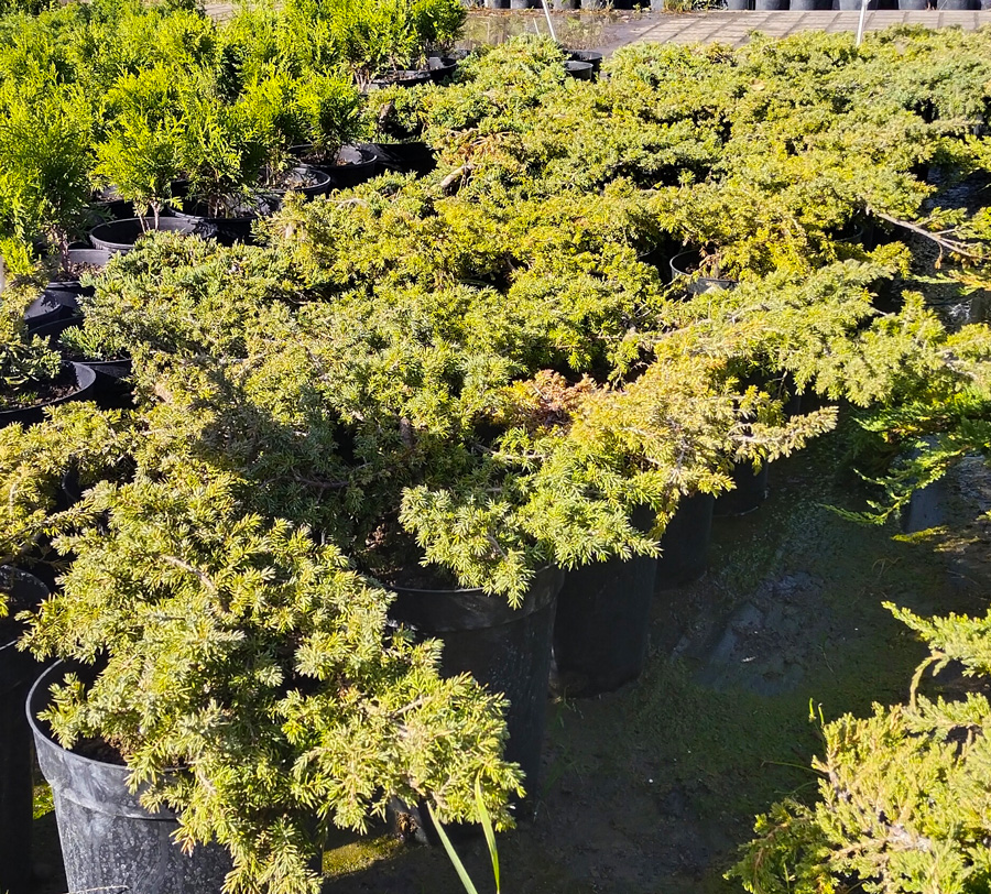 можжевельник обыкновенный грин карпет (juniperus) d 0,50 м, с7 - Почвопокровный - 3 200 ₽