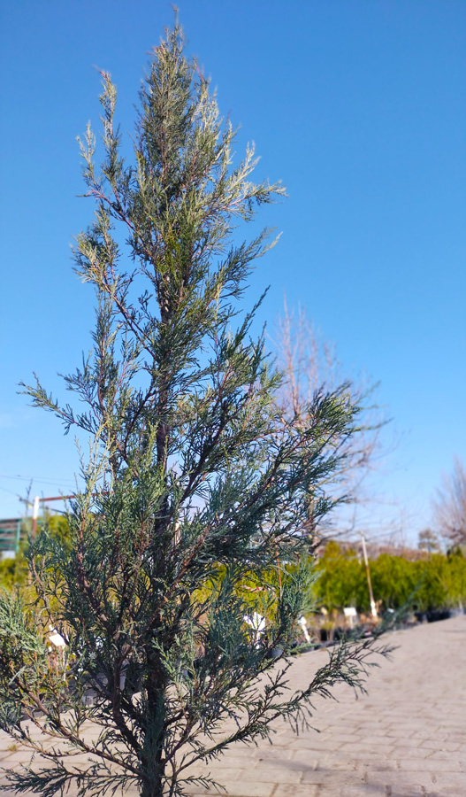 можжевельник скальный блю эрроу (juniperus) h 1,2- 1,8м,  с15 - Вертикальный - 6 850 ₽
