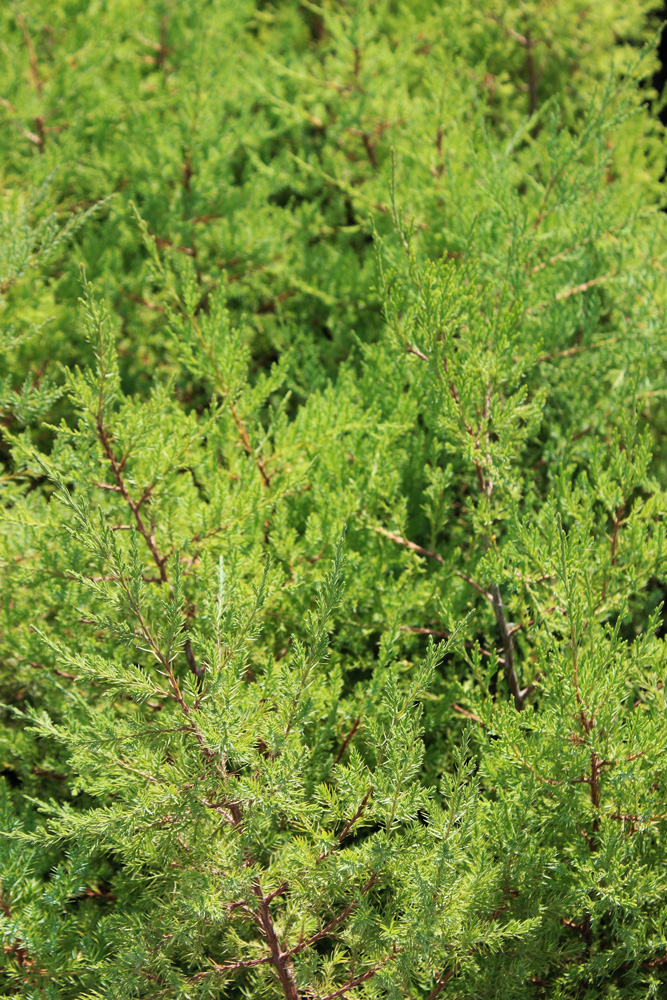 можжевельник виргинский (juniperus virginiana) с2/с3/грунт - Вертикальный - 1 200 ₽