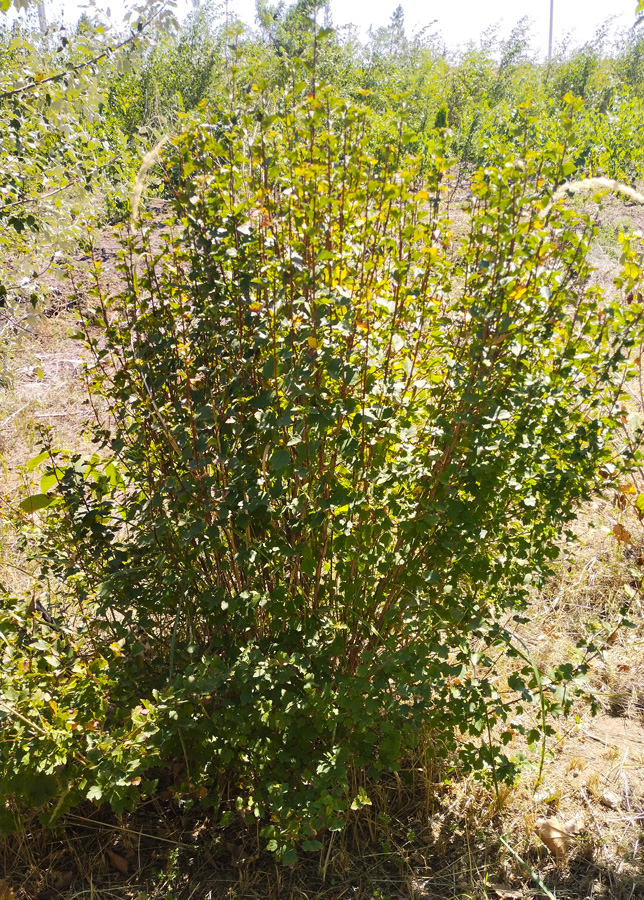 пузыреплодник калинолистный (physocarpus) h 1 -1,2 м, ком - Пузыреплодник - 3 150 ₽