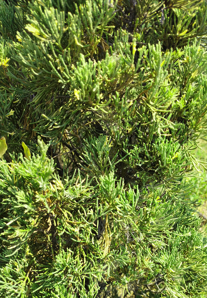 Можжевельник китайский "Вариегата" (Juniperus chinensis 'Variegata') 0,5-0,7 (ком)