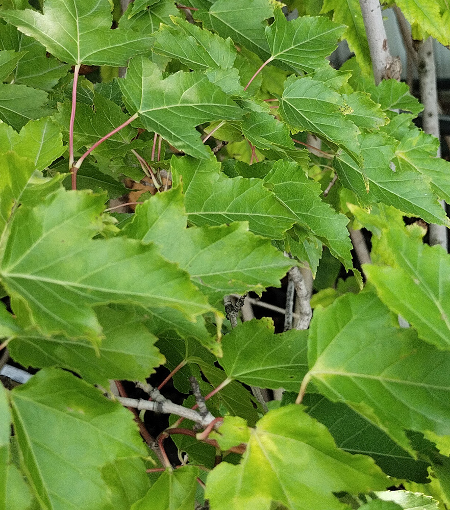 Клен гиннала/приречный (Acer ginnala) 1,5м+ (ком)