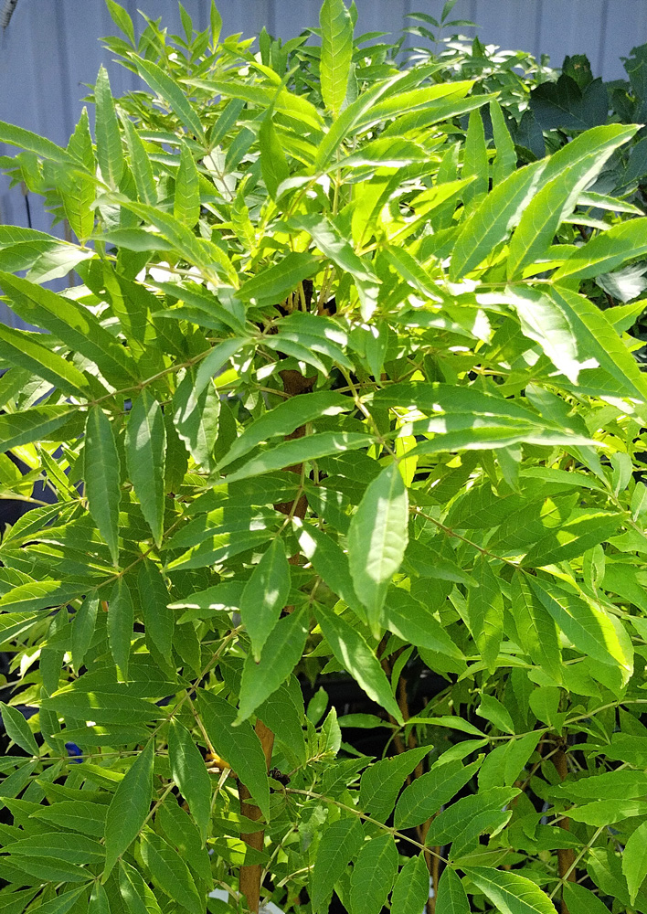 Ясень золотокорый (Fraxinus) С7/грунт