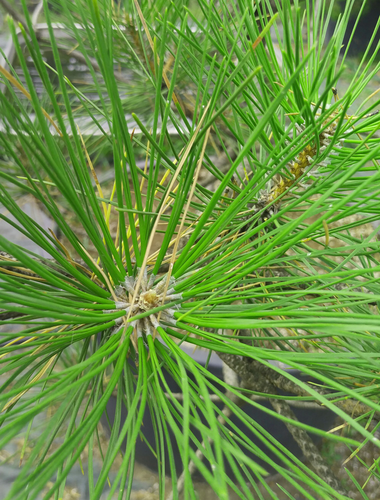 Сосна обыкновенная (Pinus sylvestris), Бонсай 2к