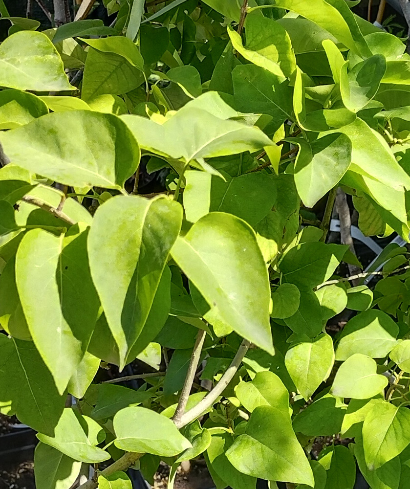 сирень обыкновенная (syringa) h1-1,5 м, с5 - Сирень - 1 400 ₽