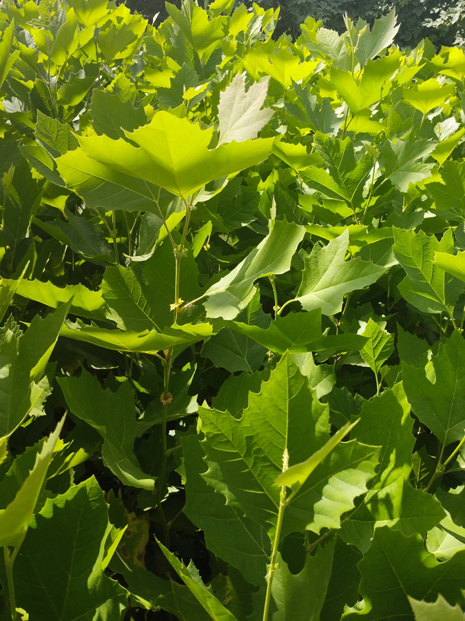 платан кленолистный (platanus) h 0,80-1,3м, с2 - Платан - 1 600 ₽