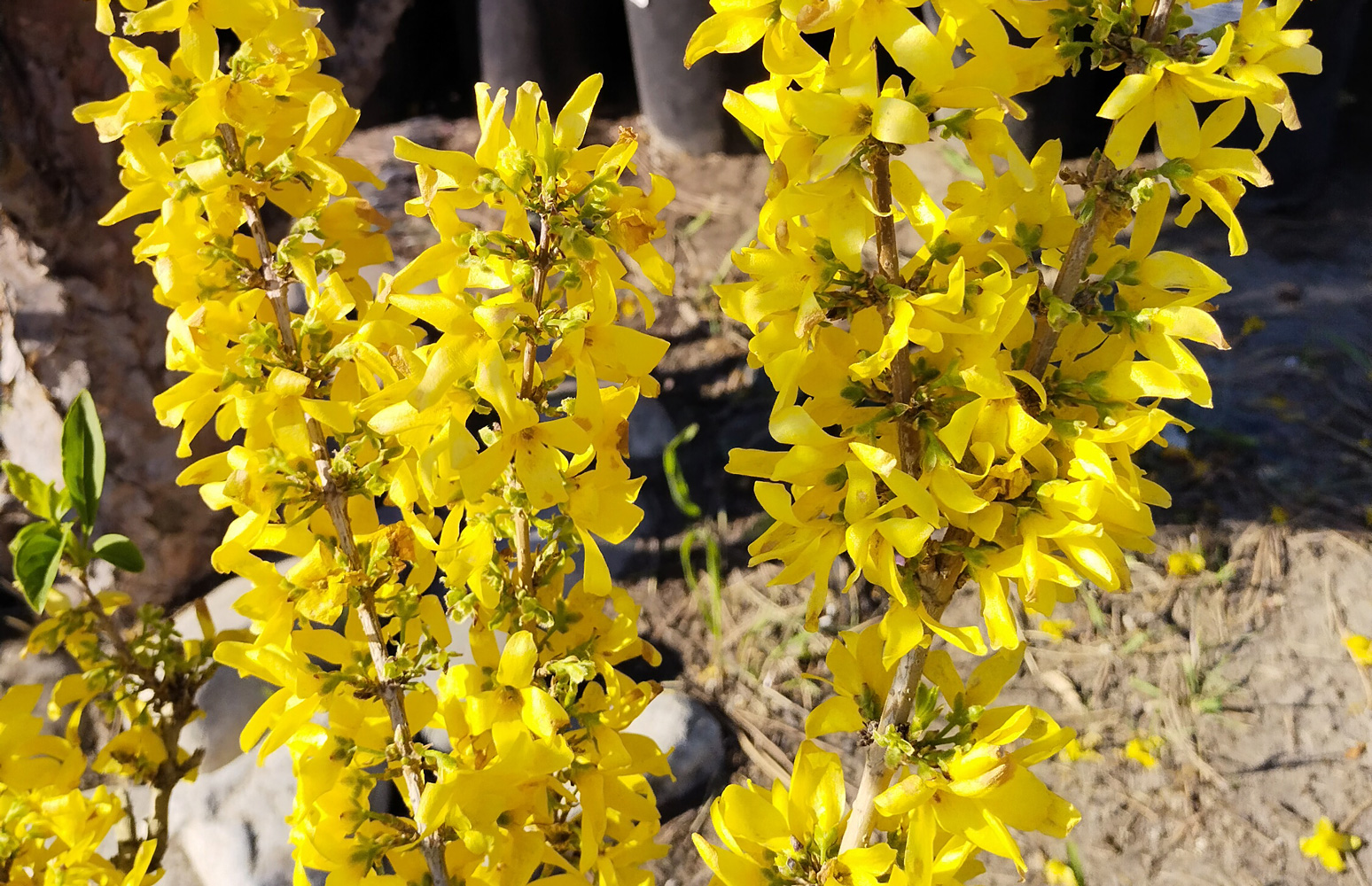 форзиция (forsythia) h 0,30 - 0,60м, с2 - Форзиция - 700 ₽