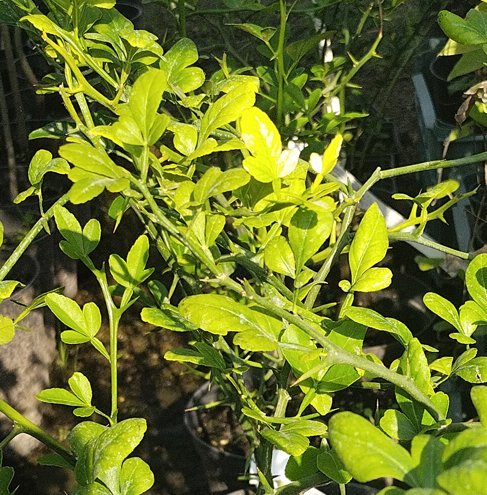 понцирус трёхлисточковый(лимон) (poncirus trifoliata), с2 - Понцирус - 950 ₽