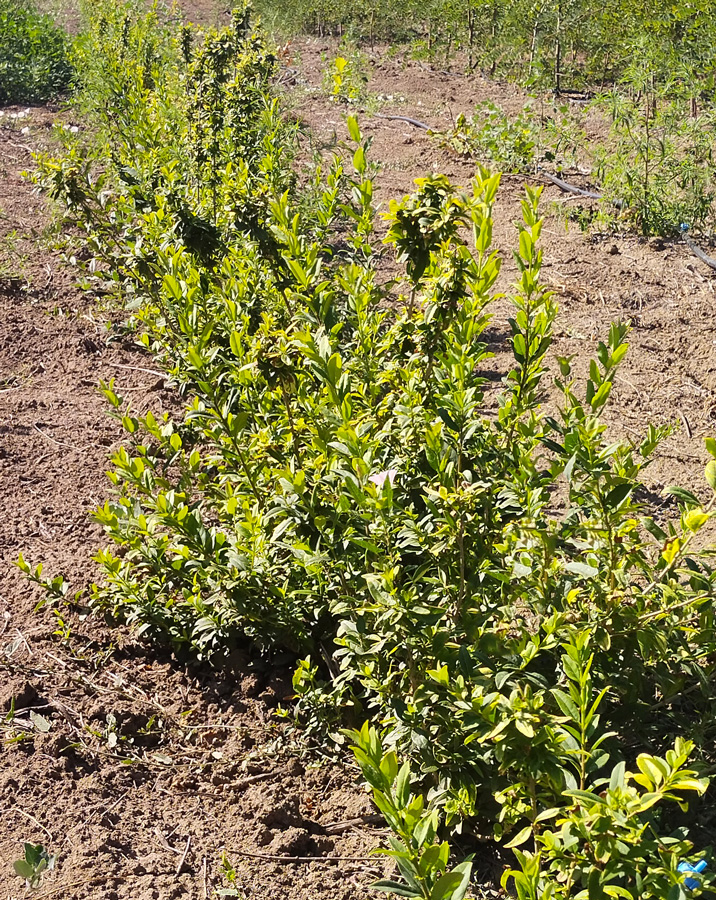 бирючина круглолистная аурея (ligustrum) h 30-40 см, ком - Бирючина - 1 000 ₽