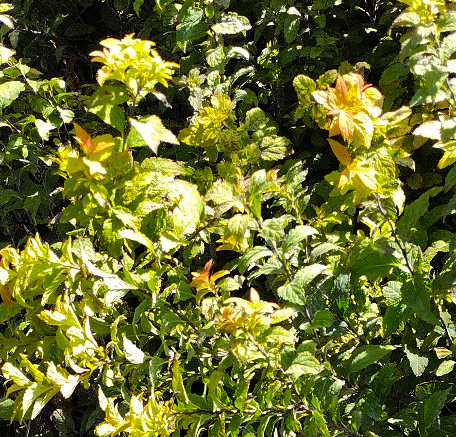 спирея японская голдфлейм (spiraea') h 0,40-0,50 м, с3 - Спирея - 650 ₽