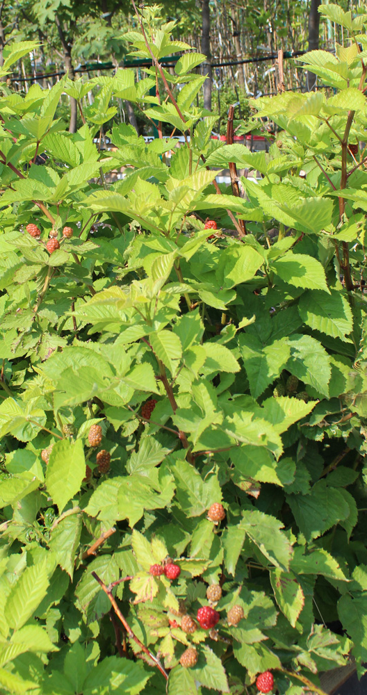 Ежевика Осейдж (Rubus Osage) 0,7-1,2м, ОКС