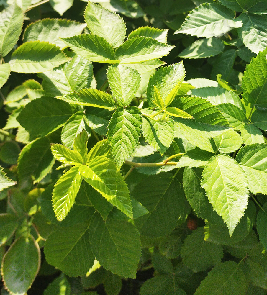 Ежевика Вон (Rubus Von) 0,7-1,2м, ОКС