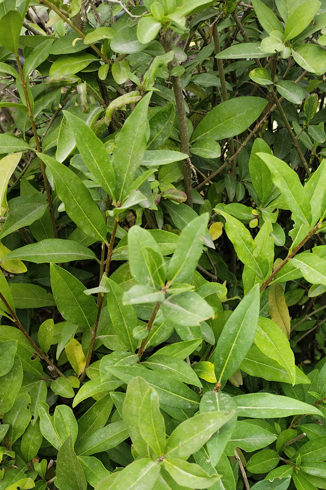 бирючина обыкновенная (ligustrum vulgare) 0,4+, р9 - Бирючина - 150 ₽
