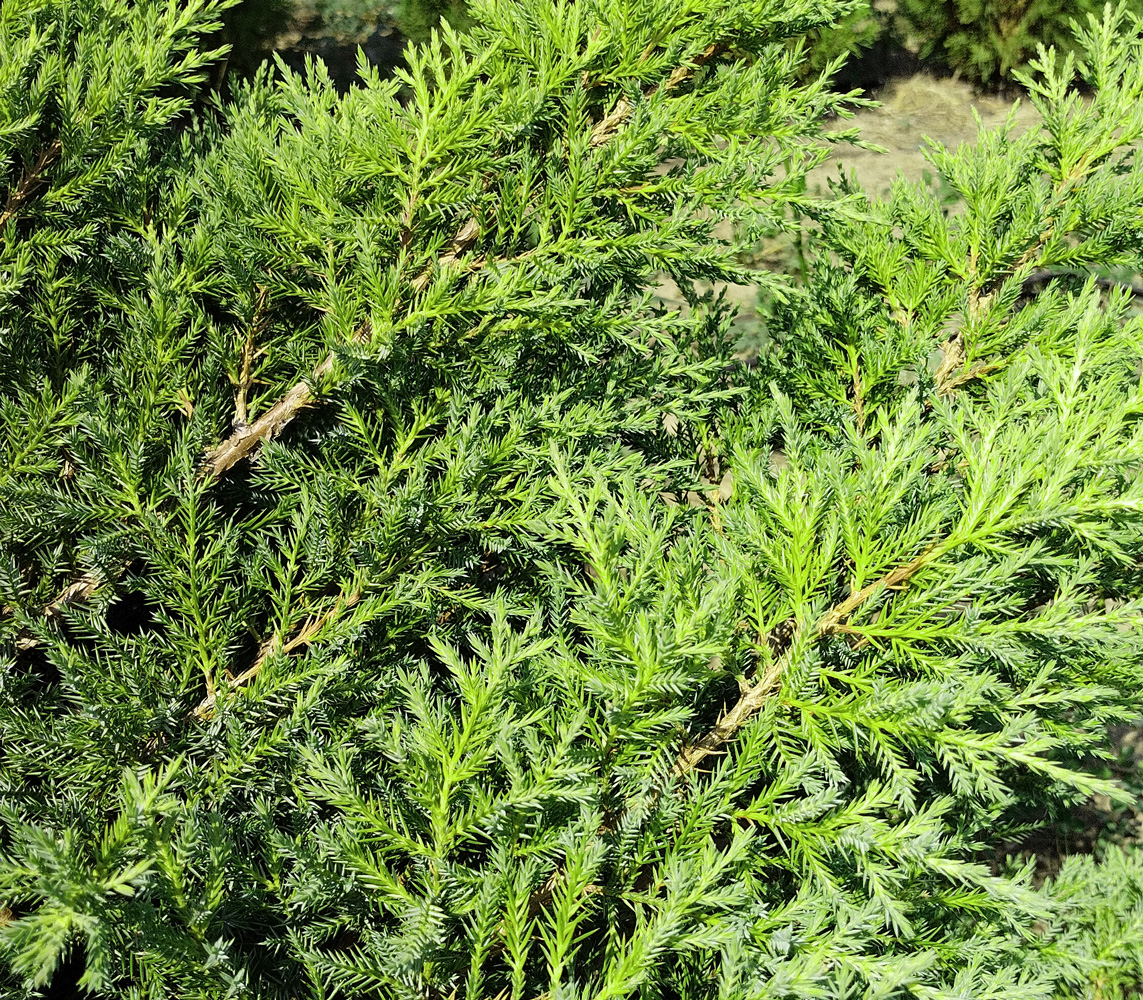 Можжевельник казацкий "Аркадия" (Juniperus sabina 'Arcadia') 0,8-1,0м, С35/грунт
