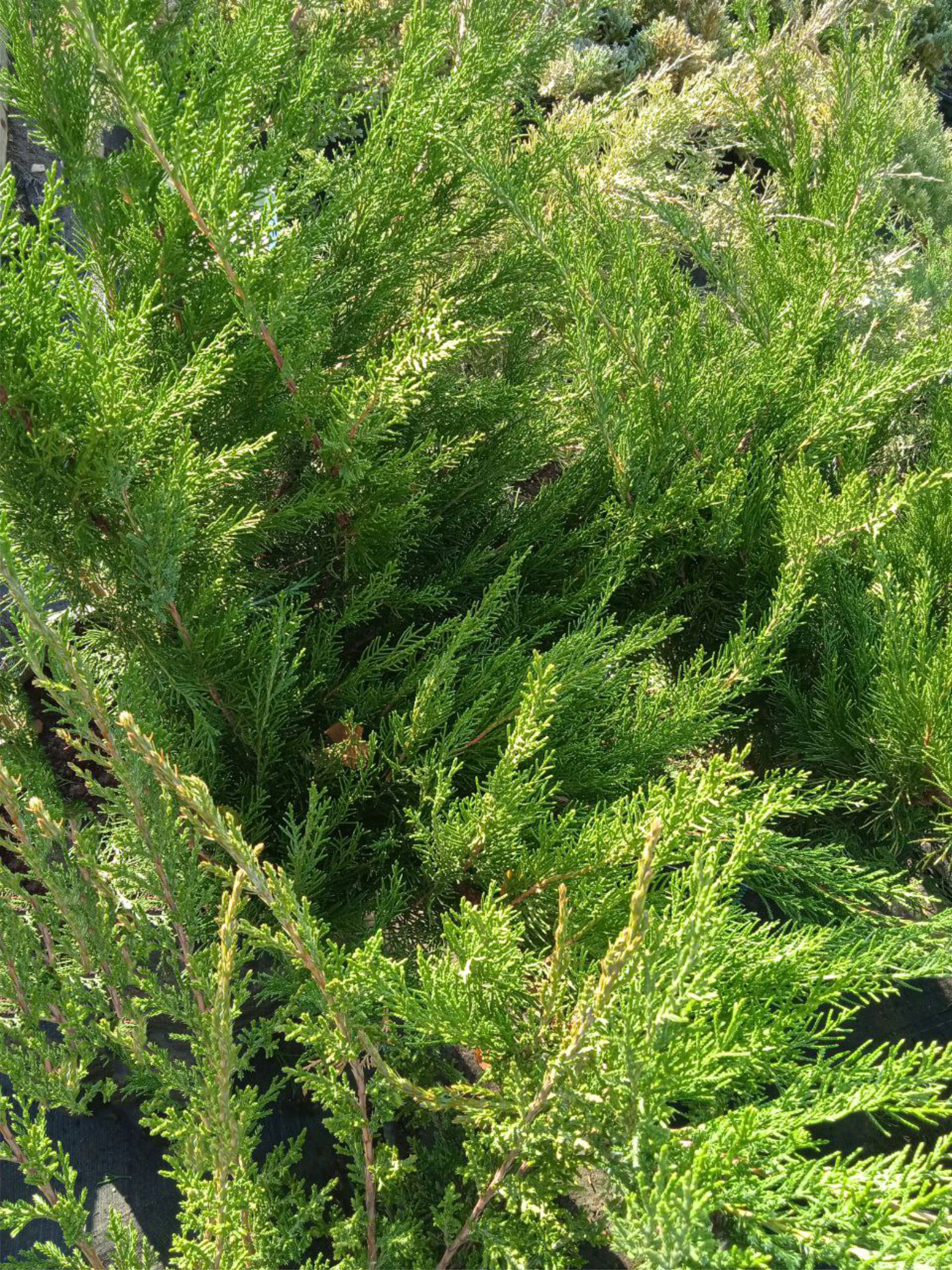 можжевельник средний  минт джулеп (juniperus), d 60-80 см, ком - Почвопокровный - 10 000 ₽