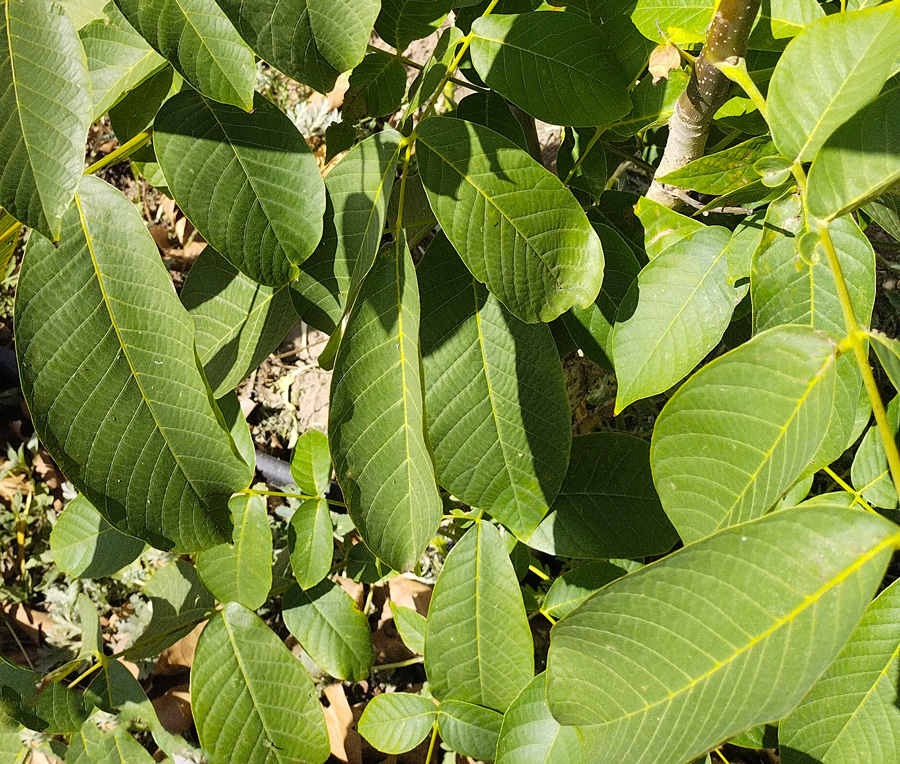 орех грецкий (juglans) h1-1,5 м, d1,5 см, ком - Орех - 2 000 ₽