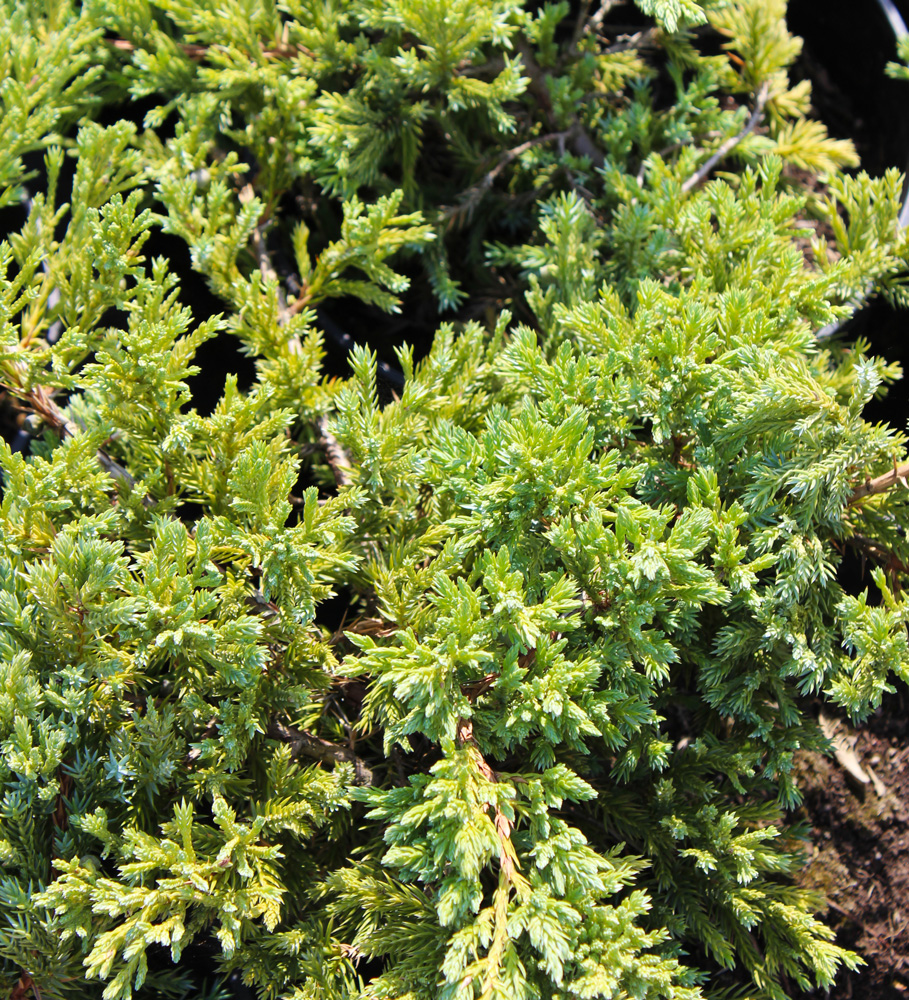 можжевельник прибрежный шлягер (juniperus conferta) h 0.2-0.4м; d 50-80см, ком - Почвопокровный - 5 000 ₽