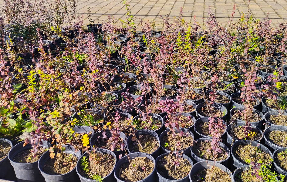 барбари́с  крупнолистный (bérberis) h 0,20м, с2 - Барбарис - 500 ₽