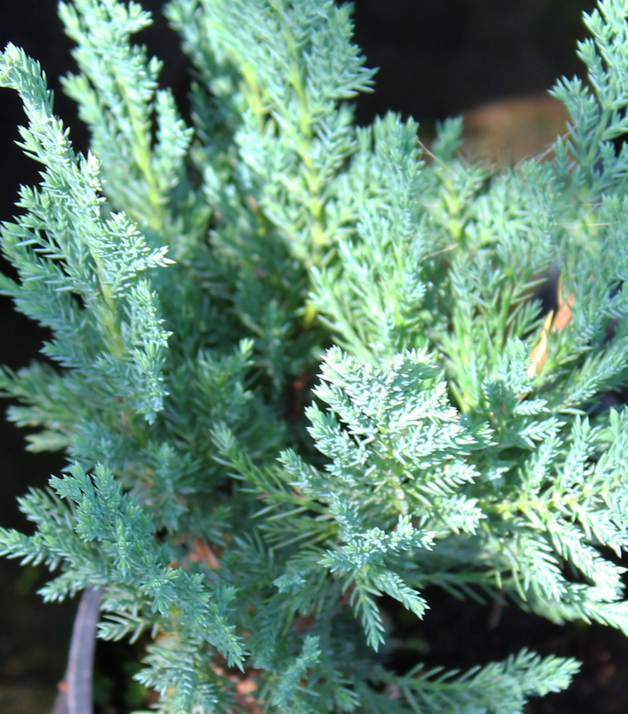 Можжевельник горизонтальный Блю Чип (Juniperus horisontalis Blue Chip) С2/грунт