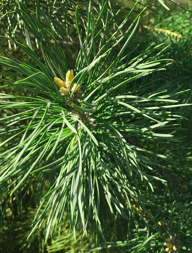 Сосна горная многоствольная (Pinus mugo) 2.5+ м (ком)