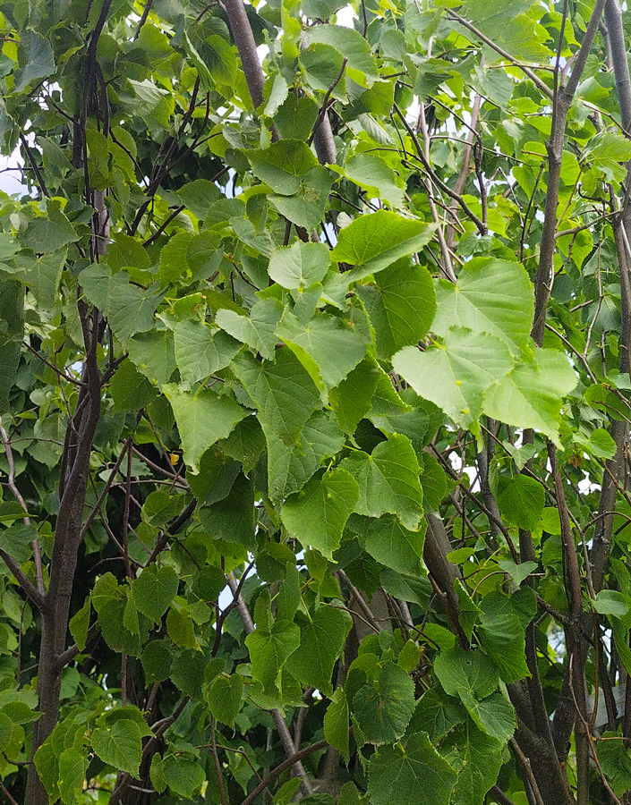липа крупнолистная (tilia) h 3,5-4 м, обх.ст. 12-14см, ком - Липа - 16&nbsp;000 ₽