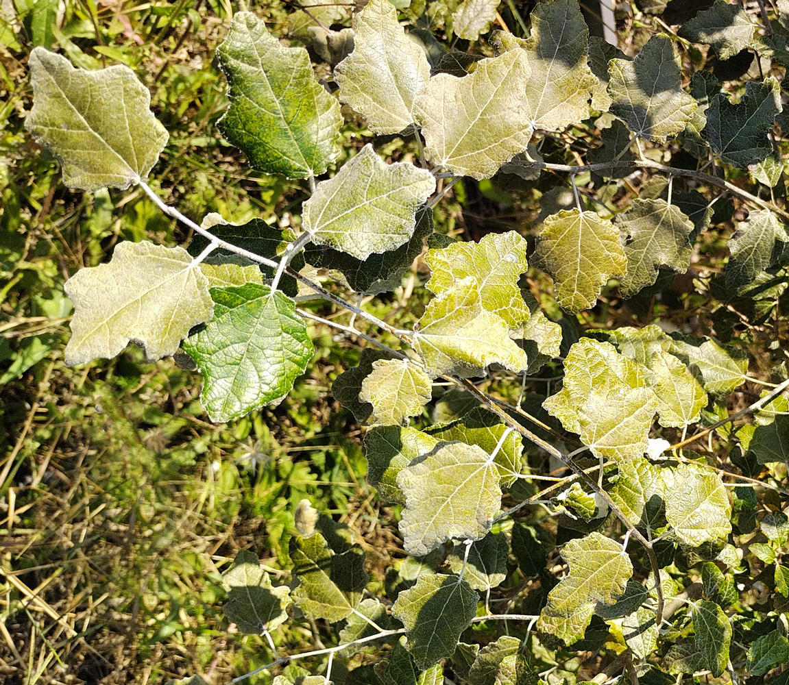 Тополь белый (Populus alba) 1.5-2,0м, грунт